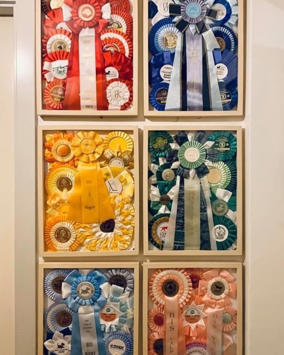 Six wooden shadow boxes displaying colorful award ribbons mounted on a white wall.
